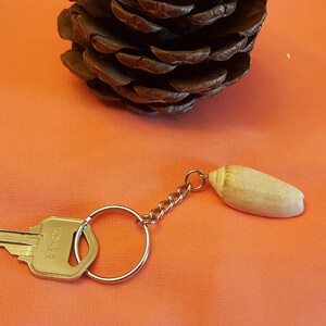 Lettered Olive Shells, Key Chain Florida Gulf  Shell, Original KeyChain,  Woman Key Chain, Man Key Chain, Perfect Gift, Woman Gift, Man Gift