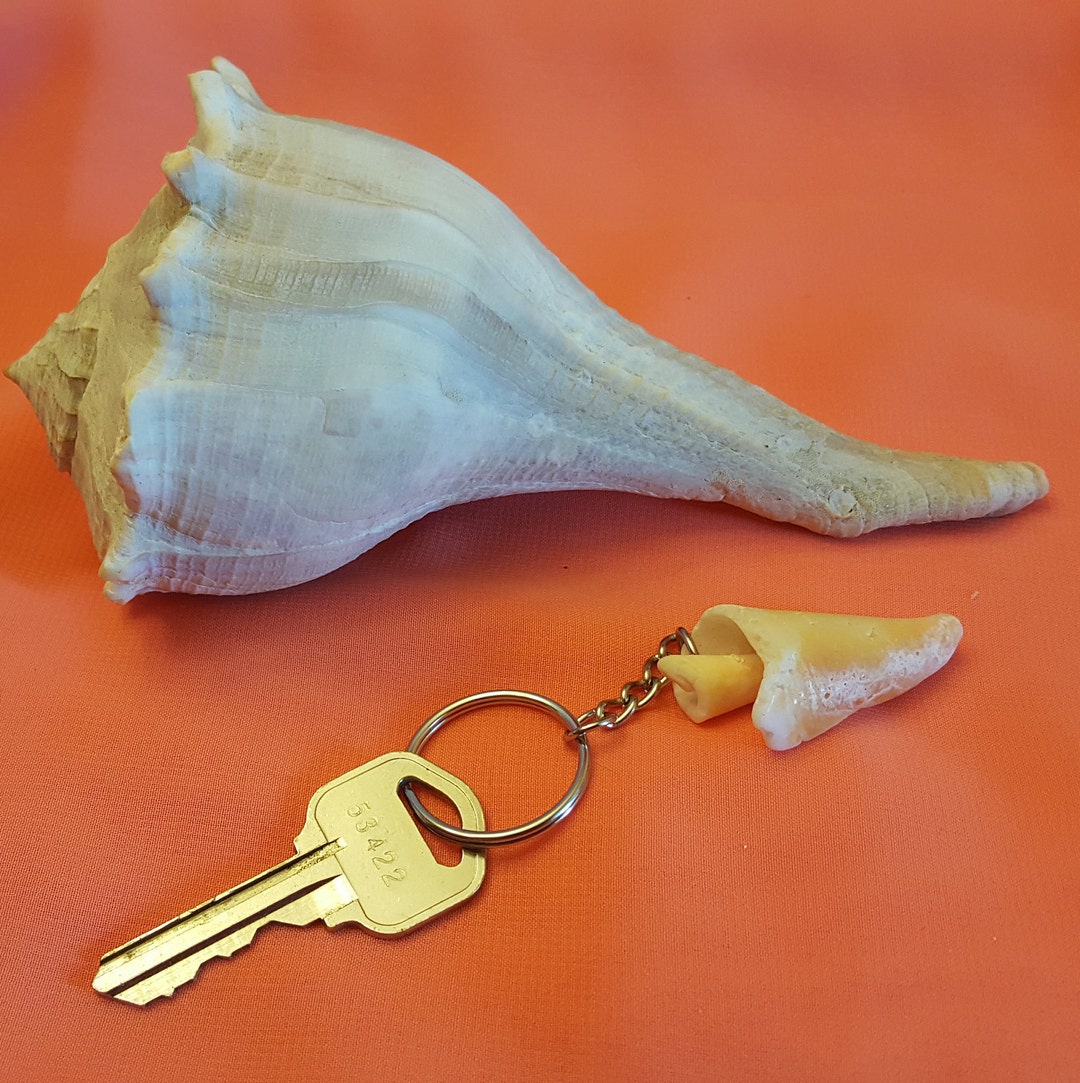Florida Gulf Shell Keychain, Beach House Amulet - Etsy