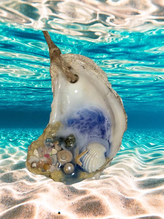 Oyster and Shell Ocean Christmas Ornaments, Free Shipping