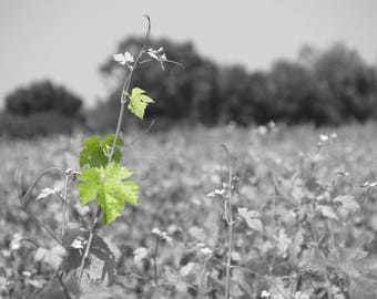 French grape vines of Bordeaux. POP! Of Color. Green Selective Color. French Photography. Travel. Digital Download. Wall Art.