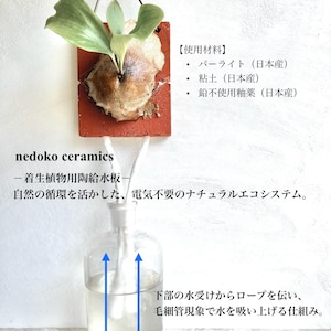 Geweihfarn-Montage, Platycerium-Montage, Orchideen-Montage, Platycerium