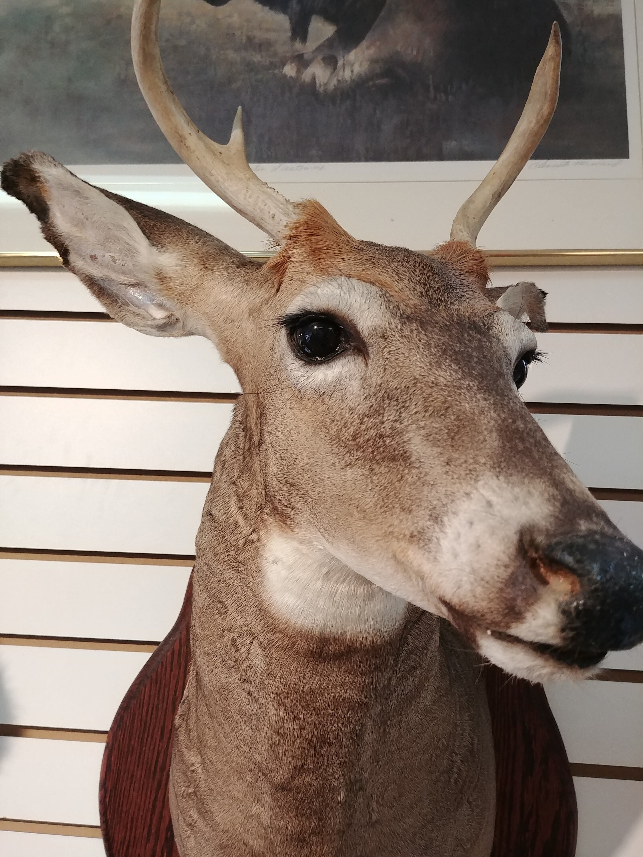 Deer Head Bust Etsy
