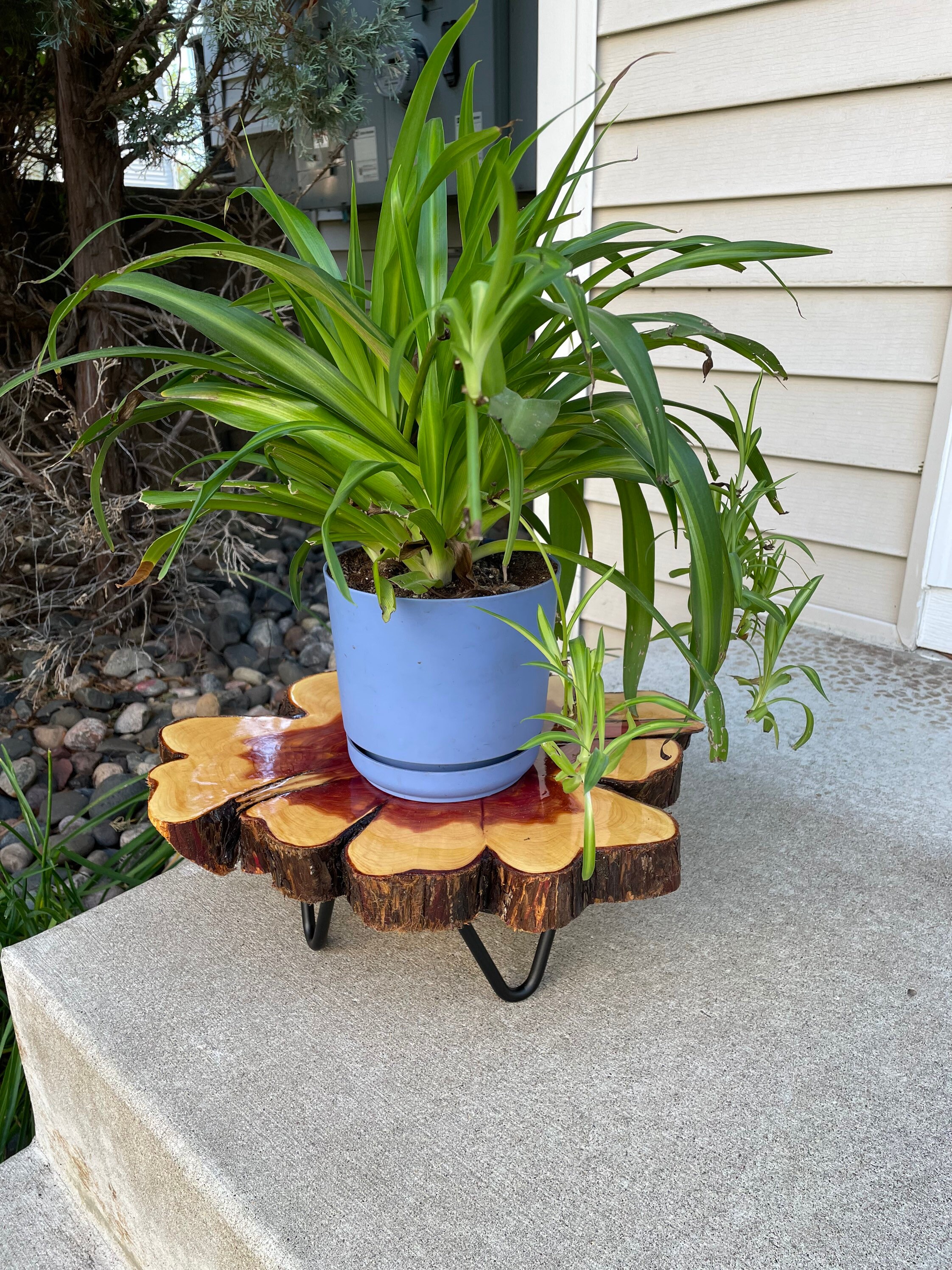Stand casero de la planta del cedro rojo borde vivo | Etsy