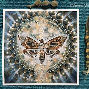 Deathshead Hawkmoth Fineart Print 20x20cm