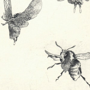 Original Limited Edition Etching by Alan Larkin - Title: &quot; Skirmish&quot;