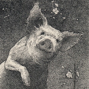 Original Limited Edition Etching by Alan Larkin - Title: &quot; Pig in Clover&quot;