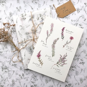 Heather Botanical Art Print, UK & Ireland Flora, Watercolor Illustration