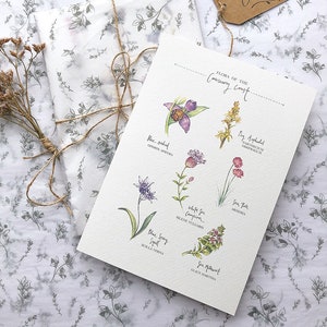 Flora of the Causeway Coast, Art Print. Co. Antrim, Northern Ireland, Botanical Watercolour Painting, Illustration, Home Decor Wall Art