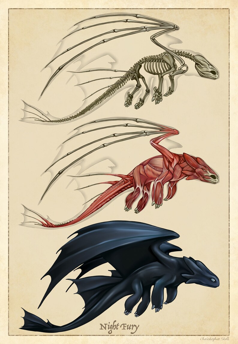 Toothless Anatomy Poster How To Train Your Dragon Inspired | Etsy