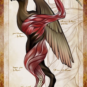 May include: An artistic illustration of a dodo bird with exposed musculature and skeletal structure. The bird's body is a mix of brown, black, and red, set against a parchment-like background with handwritten notes and sketches.