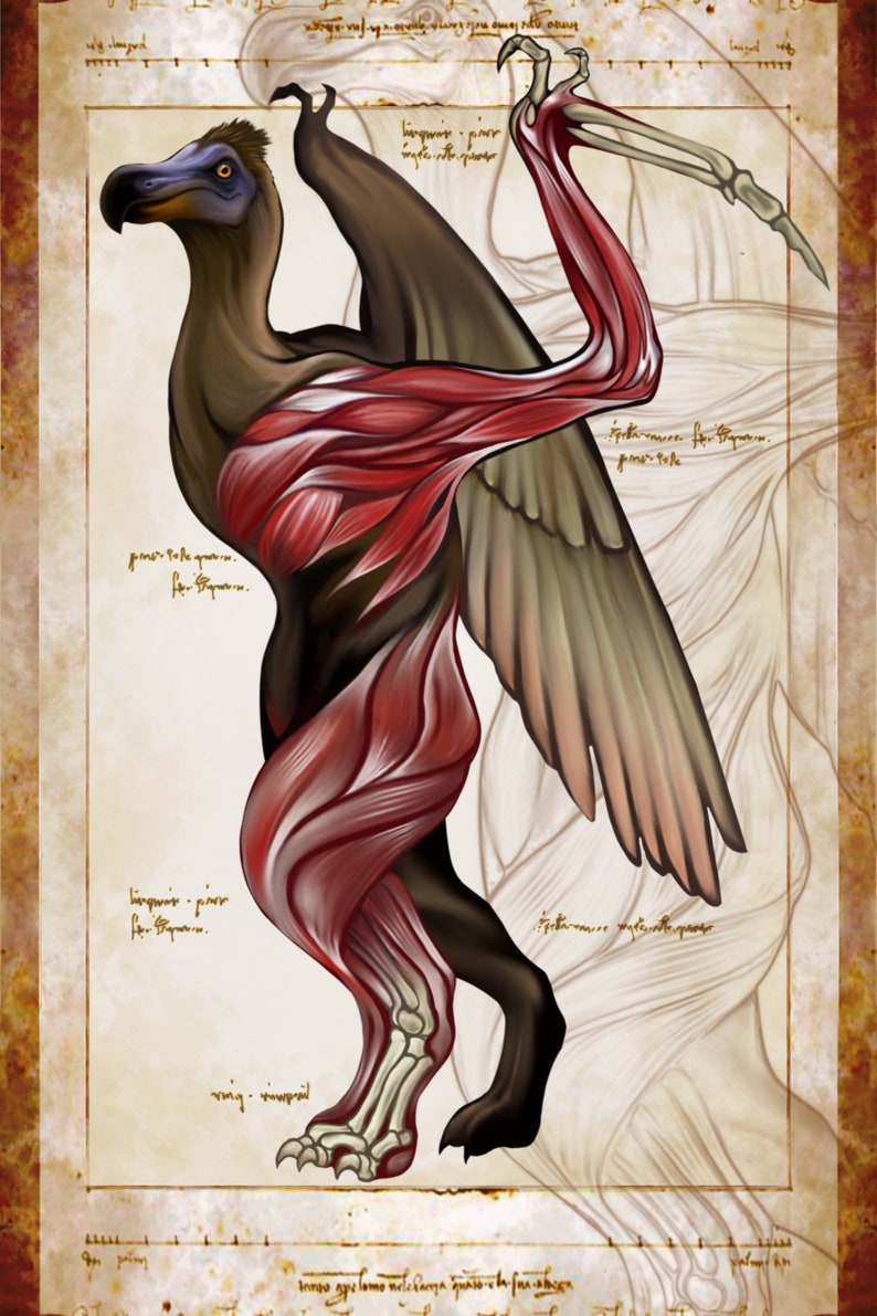 May include: An artistic illustration of a dodo bird with exposed musculature and skeletal structure. The bird's body is a mix of brown, black, and red, set against a parchment-like background with handwritten notes and sketches.