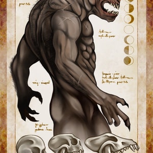 May include: Digital illustration of a werewolf with a detailed muscular physique, sharp claws, and fangs. The artwork includes sketches of skulls and a moon phase chart, set against a parchment-like background. The artist's name, Christopher Stoll, is visible.