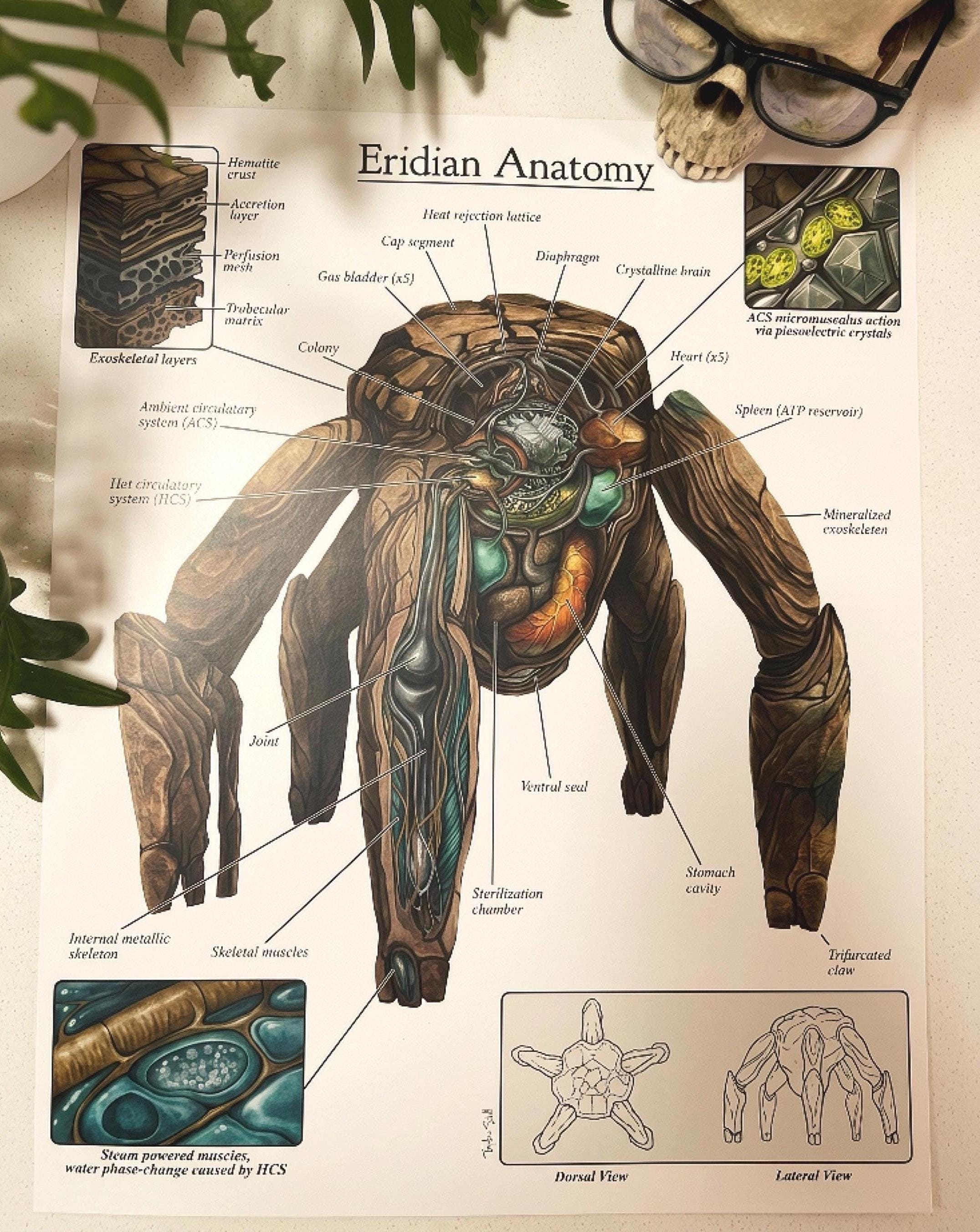 Rocky the Alien Anatomy Poster | Project Hail Mary | Signed Limited ...