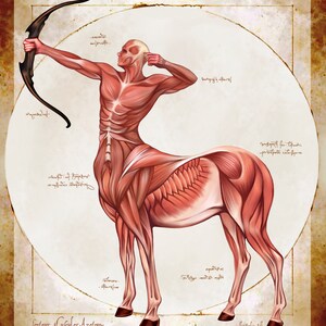 May include: Anatomy illustration of a centaur, showcasing muscular structure. The centaur is depicted with a bow and arrow, set against a parchment-style background. The artwork includes detailed anatomical renderings and handwritten text, with the title "Centaur Muscular Anatomy".