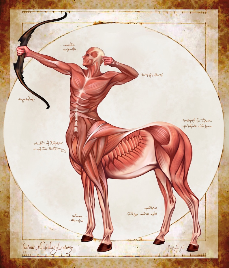 May include: Anatomy illustration of a centaur, showcasing muscular structure. The centaur is depicted with a bow and arrow, set against a parchment-style background. The artwork includes detailed anatomical renderings and handwritten text, with the title "Centaur Muscular Anatomy".