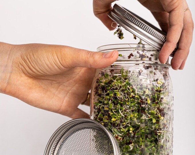 Sprouting Kit Broccoli Sprouting Seeds Growing Kit Etsy Australia