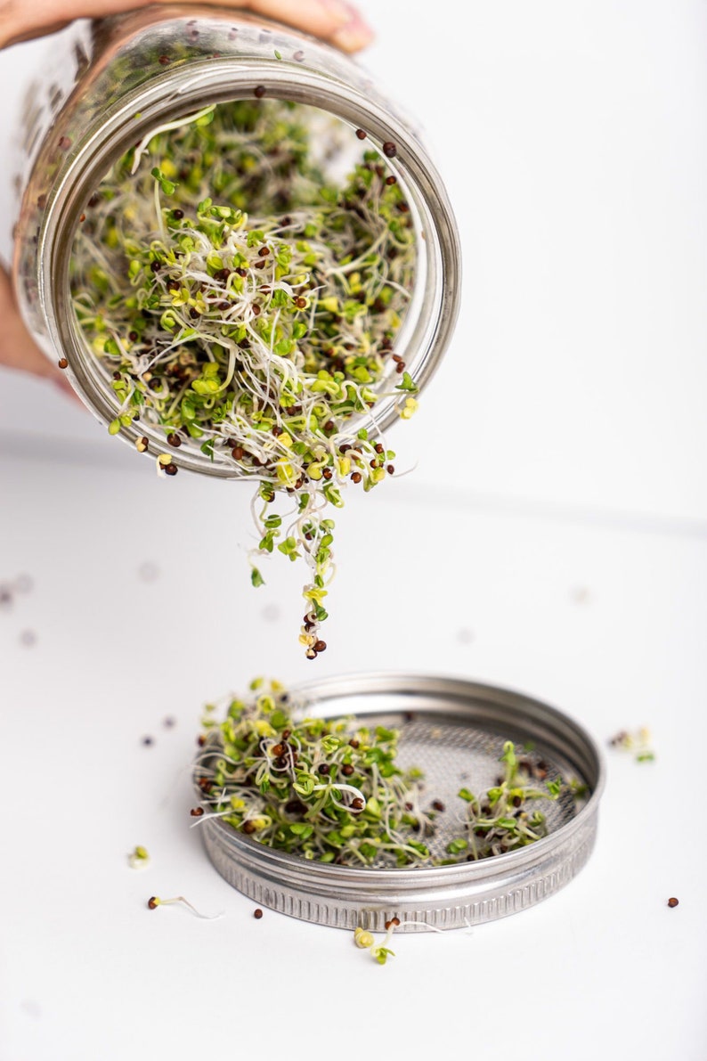 Sprout Grow Kit Seed Sprouting Kit Organic Broccoli Etsy