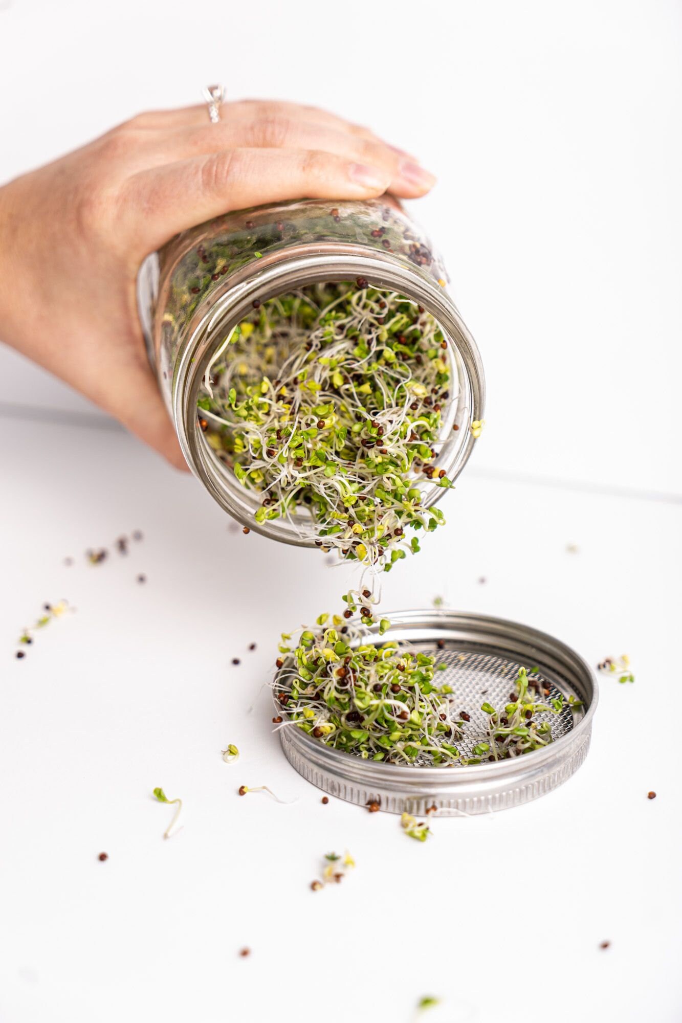 Organic Broccoli Sprouting Kit Seed Sprouting Kit Etsy