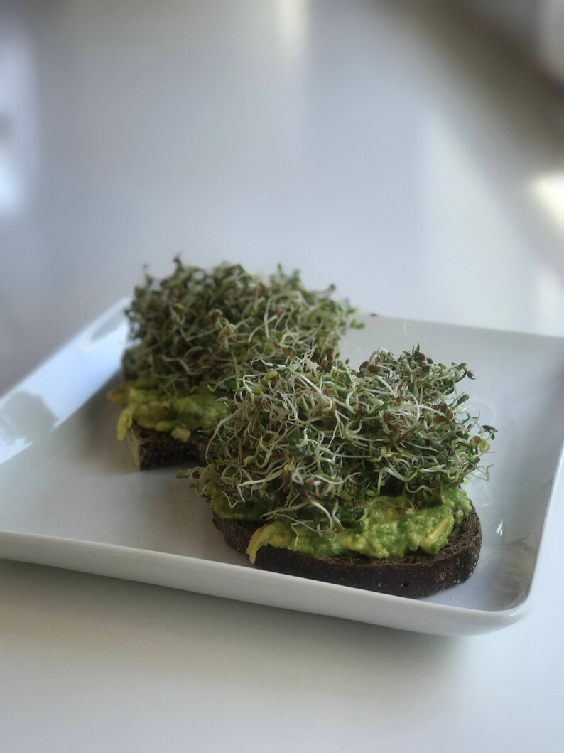 Sprouting Kit Broccoli Sprouts Etsy