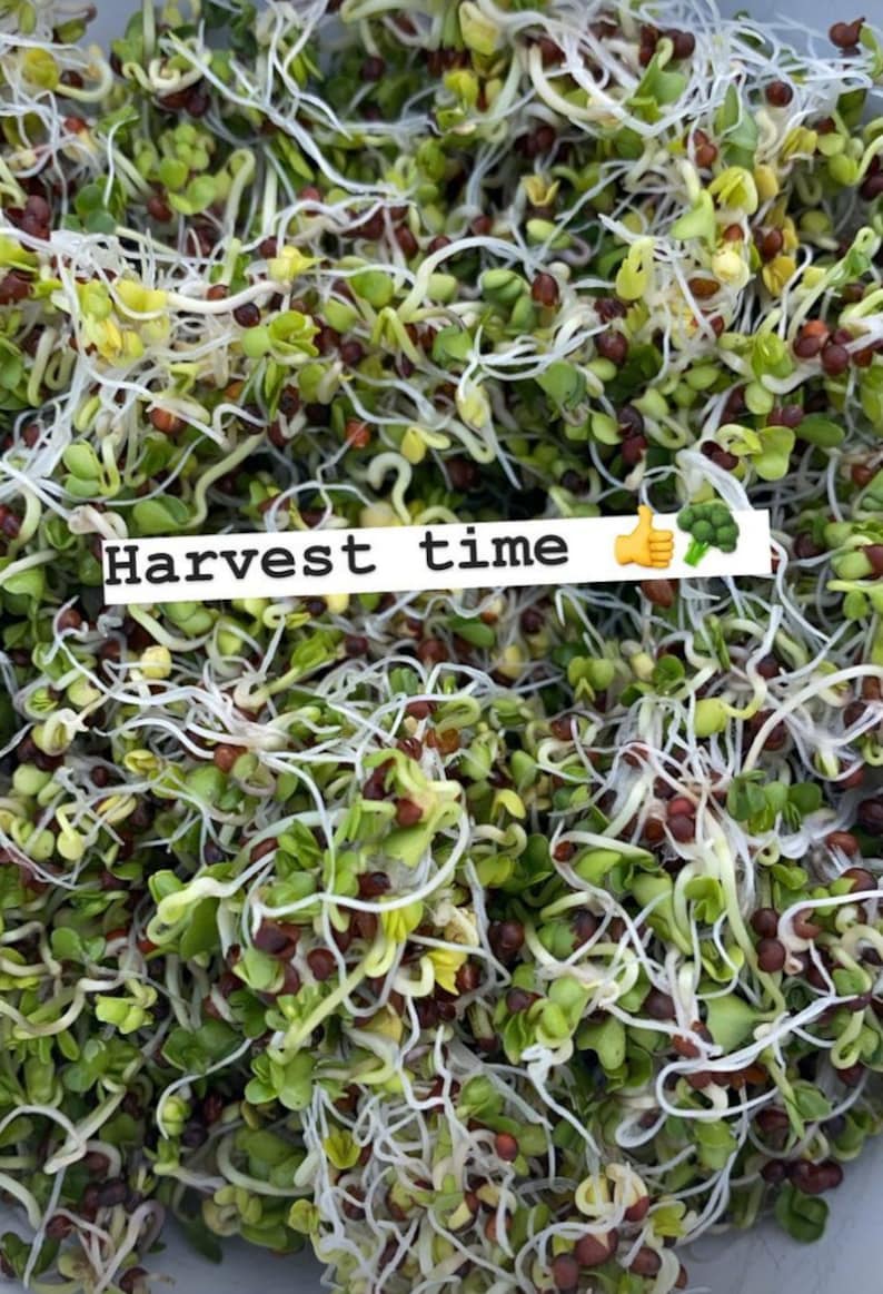 Organic Alfalfa Sprouting Seed Kit Organic Alfalfa Sprout Etsy