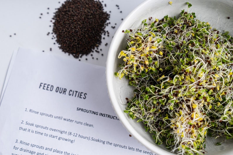 Sprout Grow Kit Seed Sprouting Kit Organic Broccoli Etsy