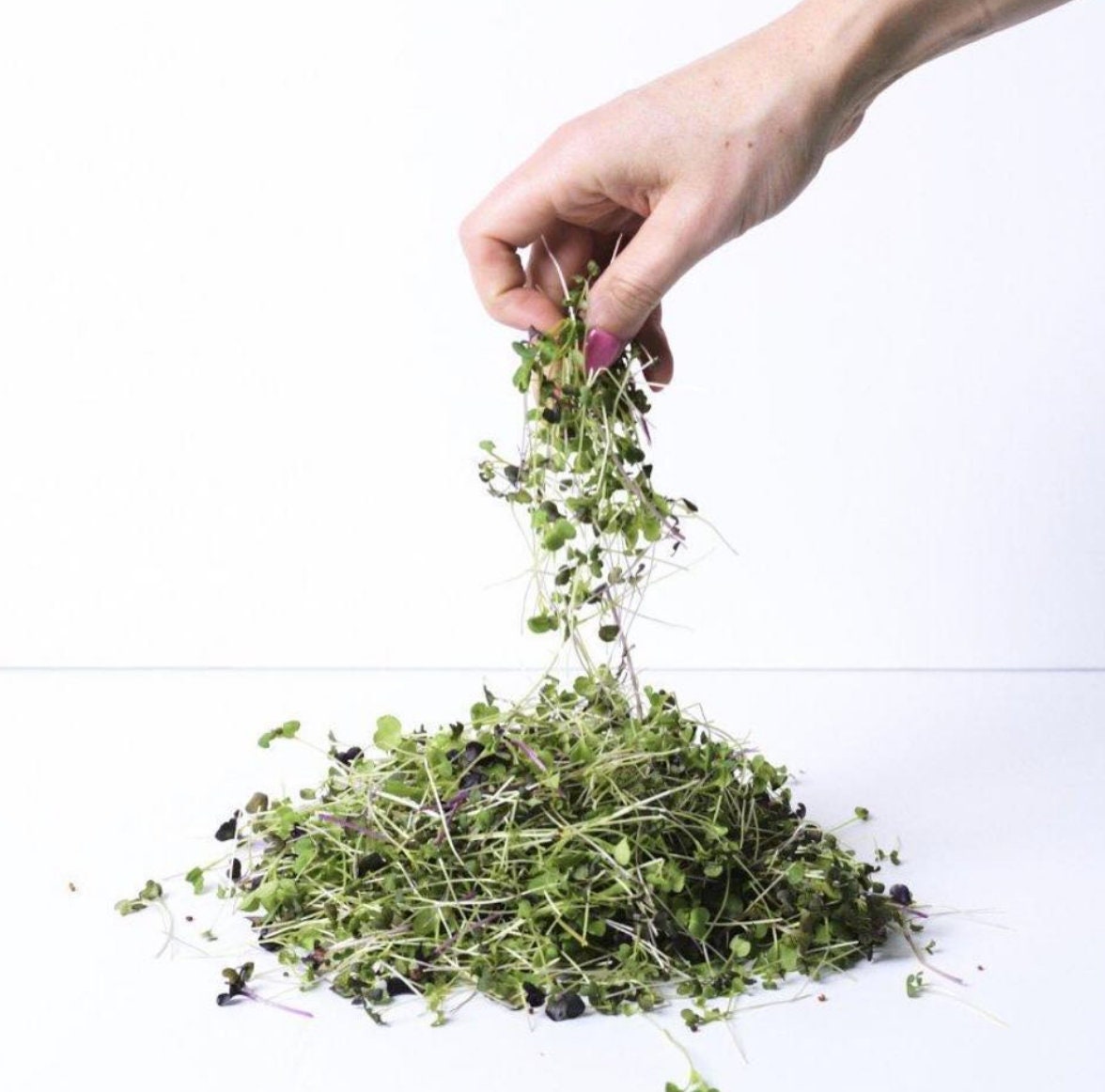 Organic Alfalfa Sprouting Seed Kit Organic Alfalfa Sprout Etsy