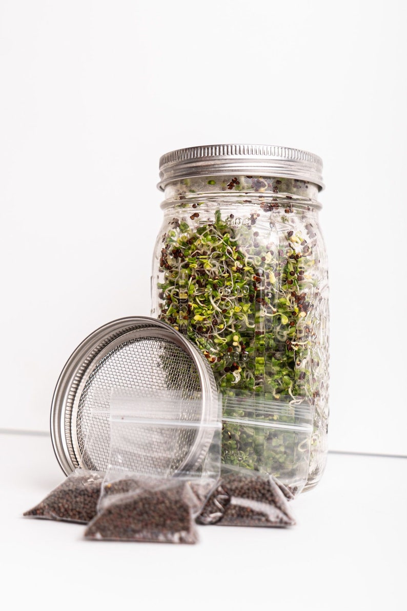 Sprout Grow Kit Seed Sprouting Kit Organic Broccoli Etsy