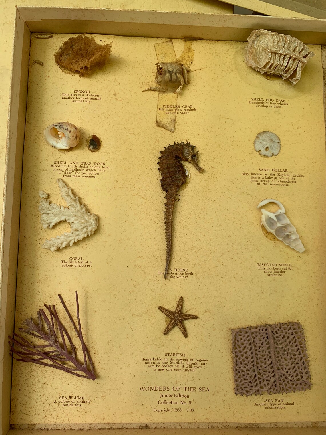 Large midcentury New Jersey seashell collection w specimen Etsy