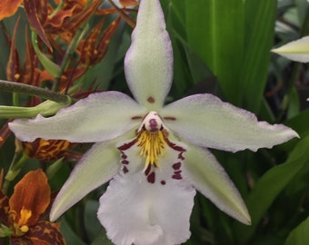 Oncidium orchid  Etsy