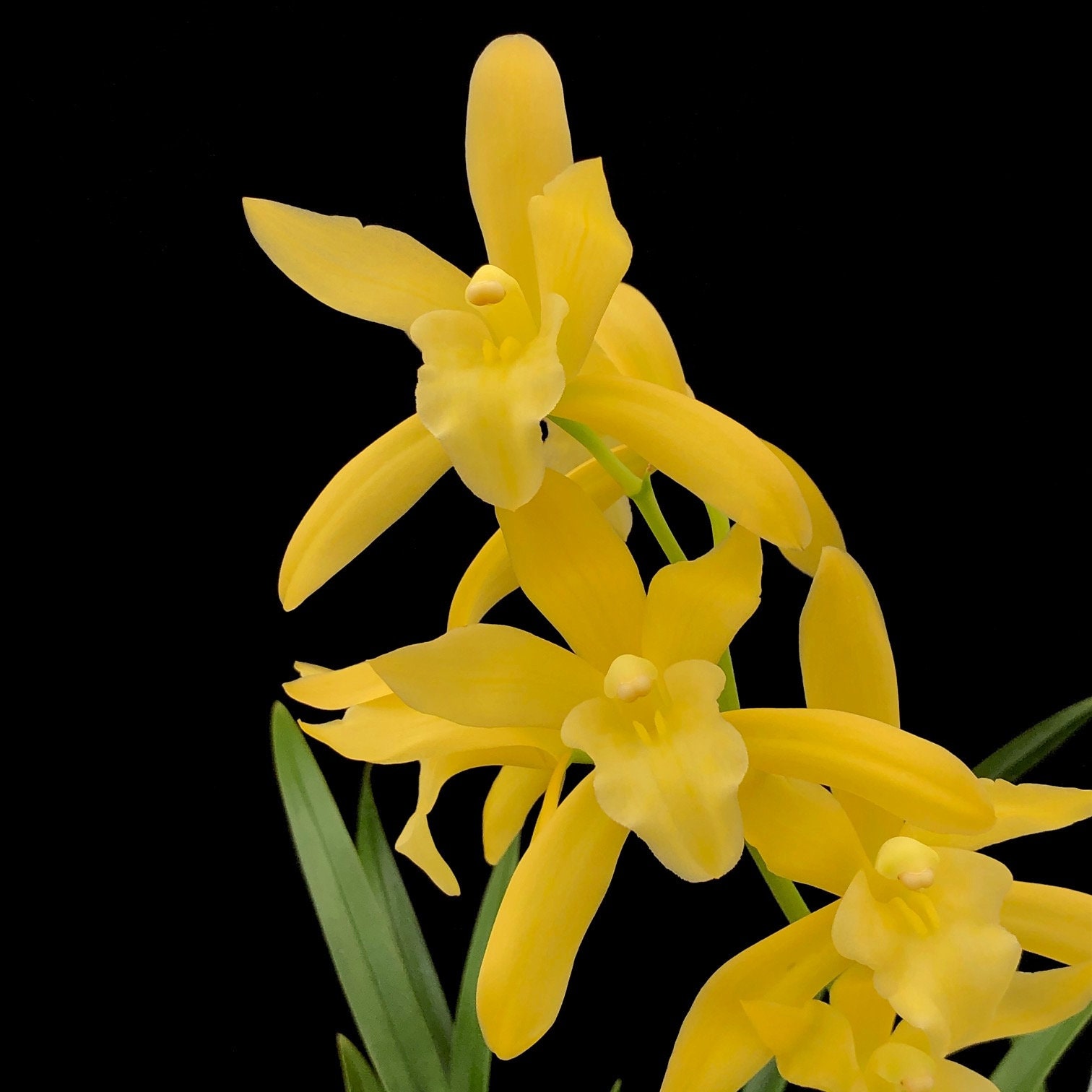 Cymbidium Golden Elf Live Orchid Plant | Etsy