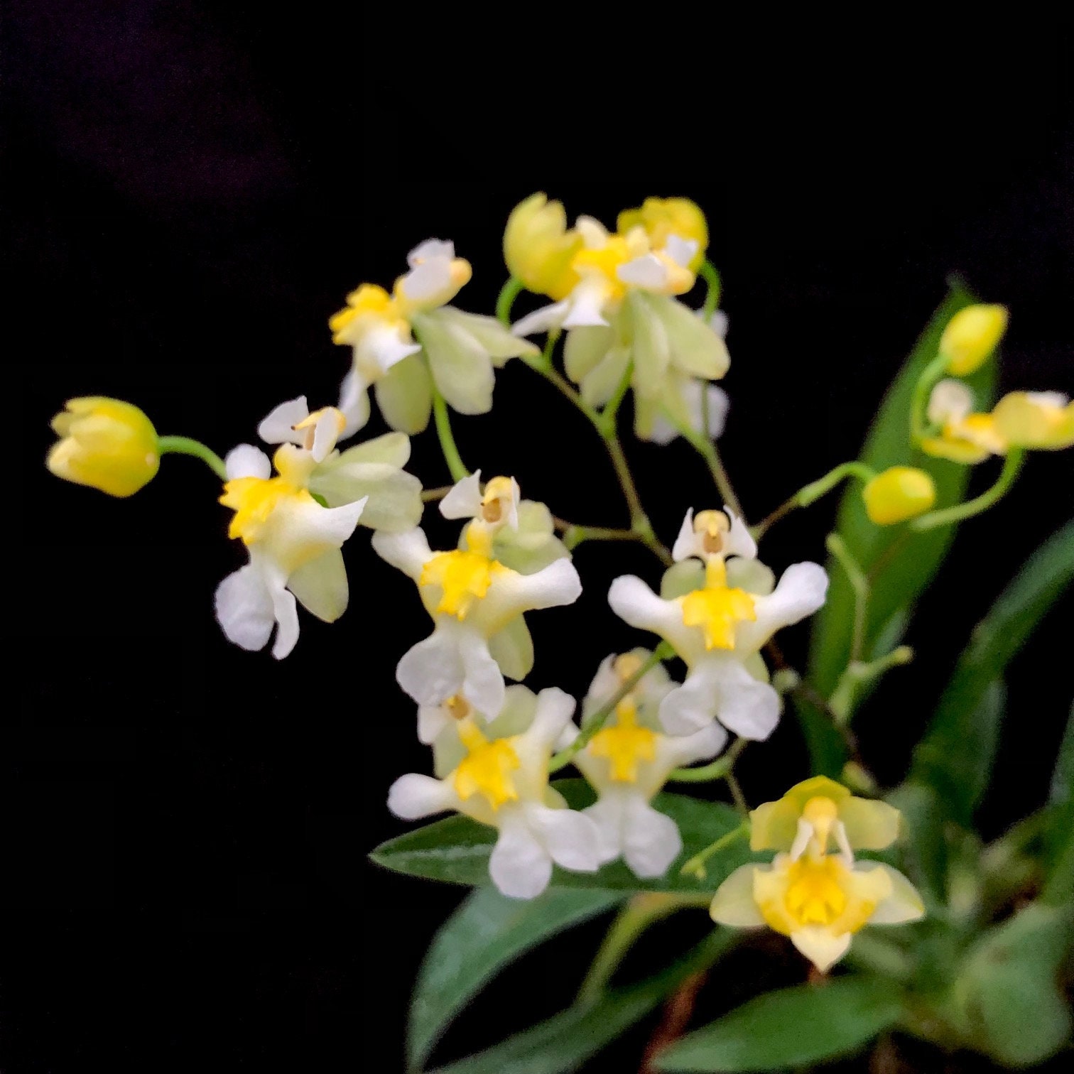 Onc. Gold Dust 'TOW' (Syn. Chian-Tzy Chiou-Ping) Live Orchid