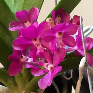 Ascocentrum ampullaceum  Live Orchid Plant