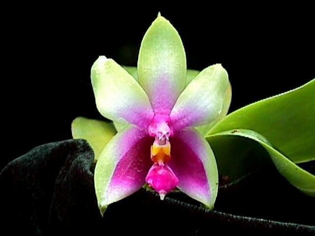 Phalaenopsis bellina SEEDLING Live Orchid Plant