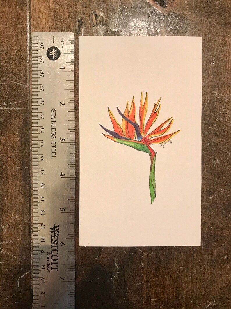 Bird of Paradise Handmade Illustration