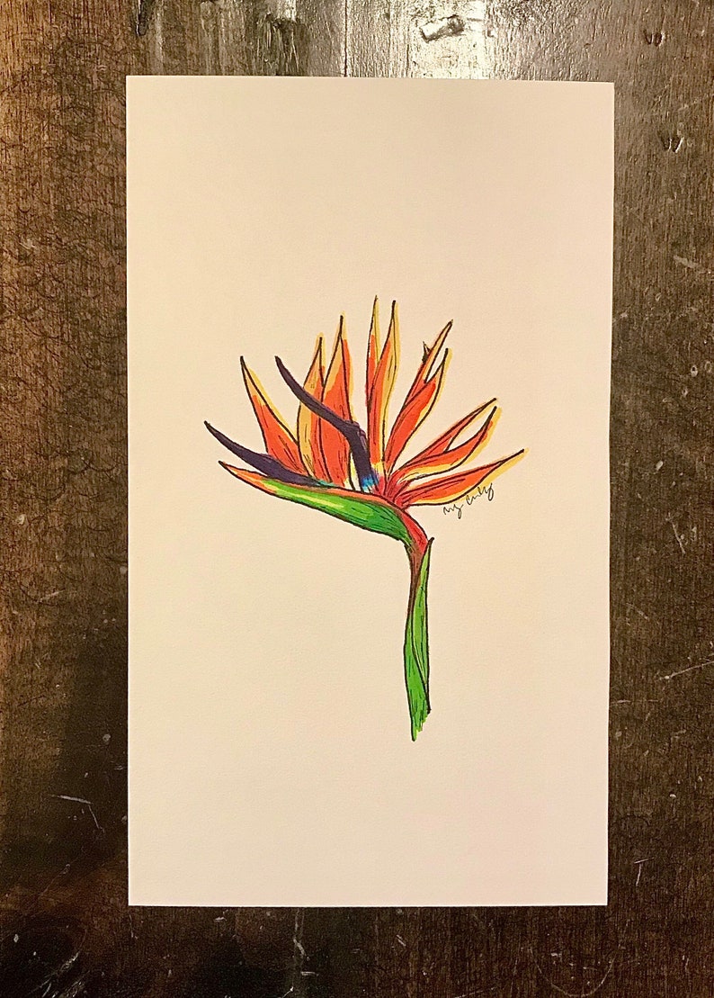 Bird of Paradise Handmade Illustration