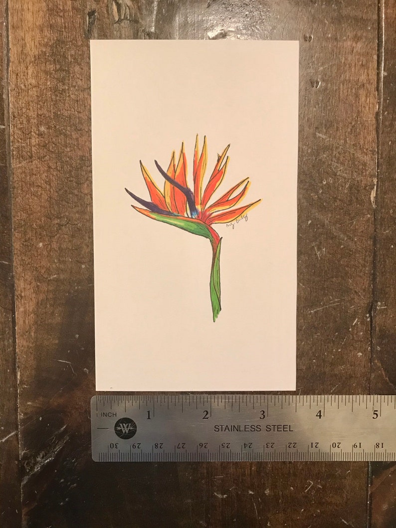 Bird of Paradise Handmade Illustration