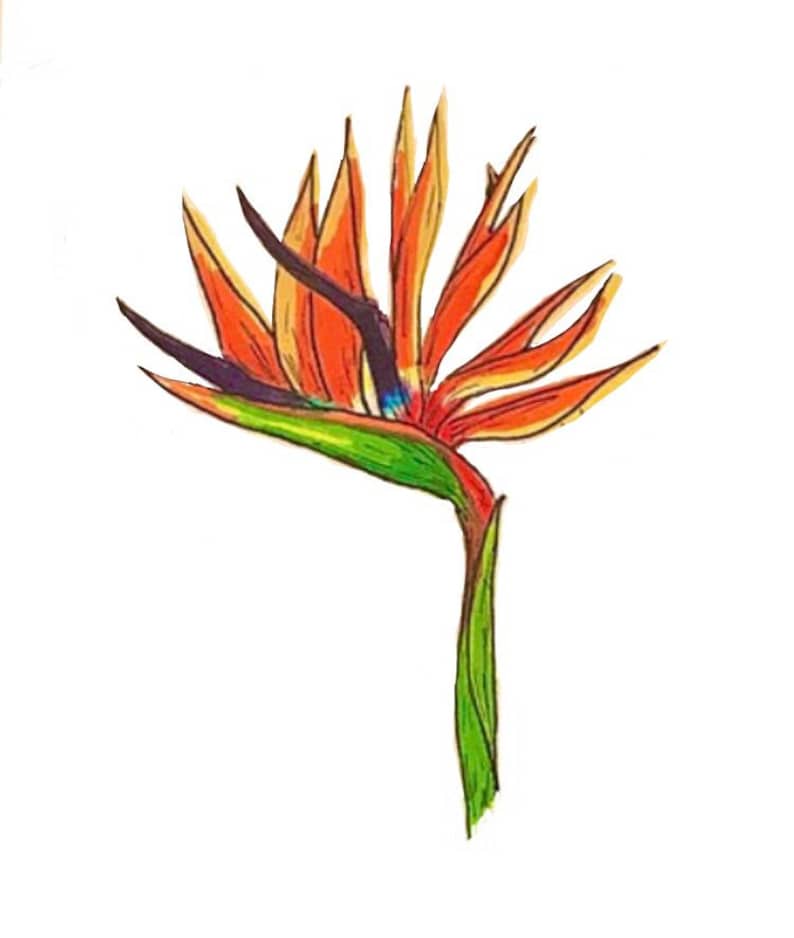 Bird of Paradise Handmade Illustration