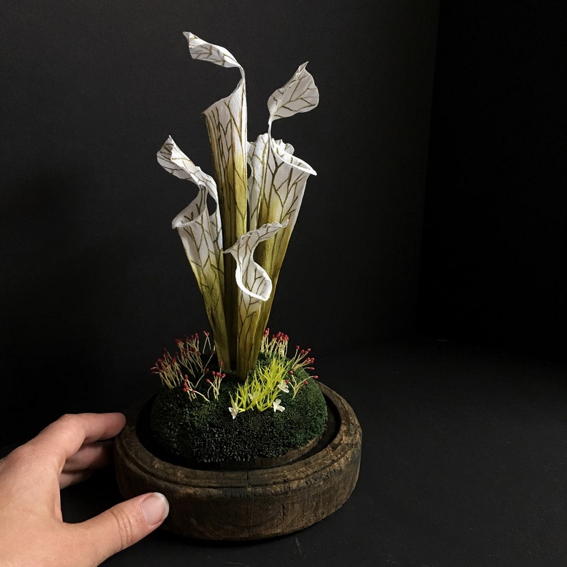 Pitcher plants image