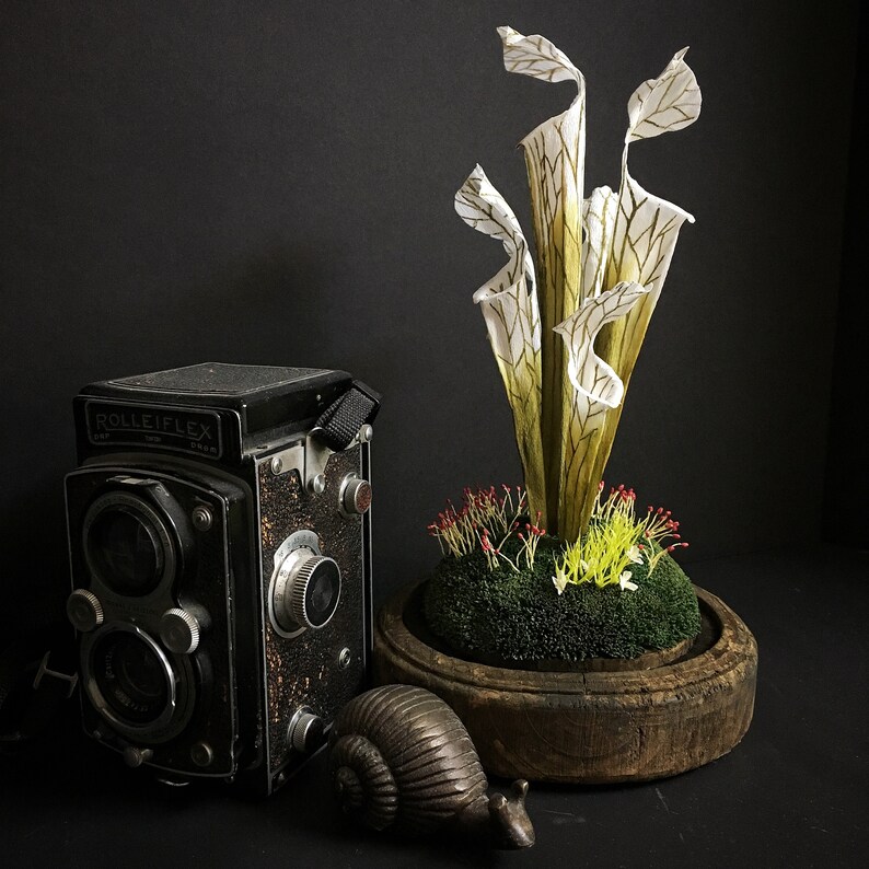 Carnivorous plant nursery near me image