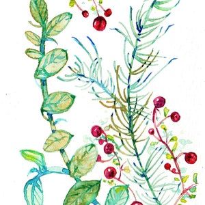 Father's Day, original watercolor, botany, leaves, berries,Art, postcard, watercolor, painting, red, gift, for coaster image 2