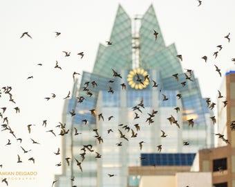 Austin Bat Migration Art Print – Congress Avenue, Texas
