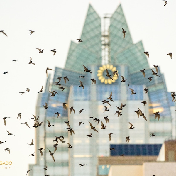 Austin Texas Photography Etsy