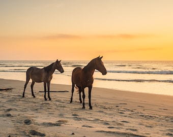 Cumberland Island Landscape Photography Art Print - Feral Horses on Cumberland Island - Multiple Sizes - Photo or Poster