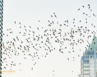 Congress Avenue Bats at Dusk — Austin Texas Fine Art Photography Print