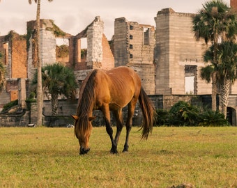 Cumberland Island Landscape Photography Art Print - Feral Horse at Dungeness Mansion  Ruins Cumberland Island - Multiple Sizes -