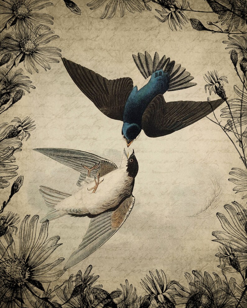 vintage-swallows-print-bird-wall-art-room-decor-swallows-etsy