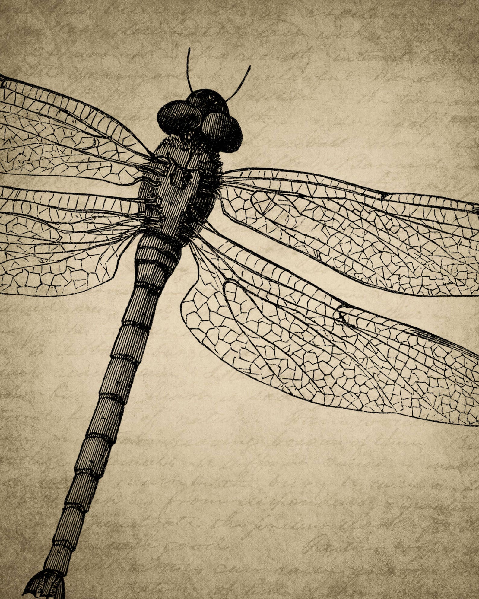Vintage Dragonfly Art Dragonfly Print Wings Art Dragonfly | Etsy
