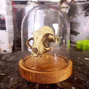 Könnte beinhalten: Ein Katzenschädel, der unter einer Glasglocke ausgestellt ist und auf einem runden Holzsockel ruht. Der Schädel hat eine hellbraune Farbe, und die Glaskuppel ist transparent. Der Holzsockel hat eine natürliche Holzmaserung. Das Stück erinnert an ein Kuriositätenkabinett.