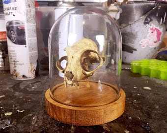 Réplica de Calavera de Gato en Stolp Acrílico con Base de Madera, Segunda Calidad/pequeños defectos.