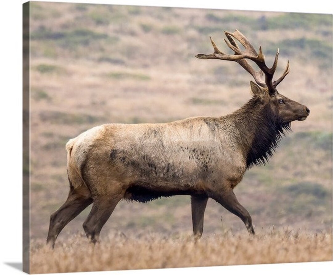 Bull Elk in Canvas Wrap, Black Framed Canvas Wrap, or Metal Print Etsy